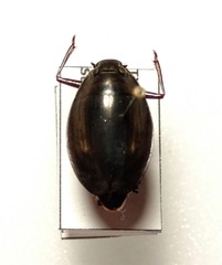 Dineutus ciliatus