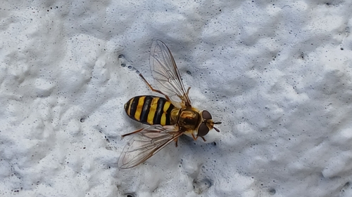 Unknown species found near Elizabethton, TN, USA