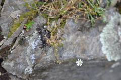 Stellaria gracilenta