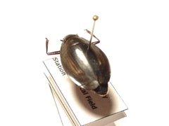 Dineutus ciliatus