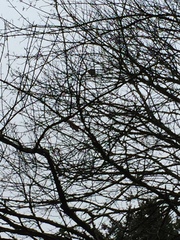 Poecile atricapillus