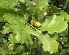 Flaumeiche (Quercus pubescens): Herkunft und Verwendung — Foto 2