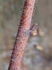 Rubus idaeus idaeus