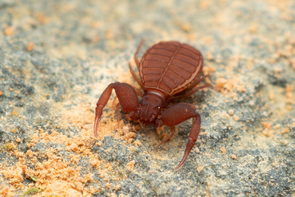 Feaellidae