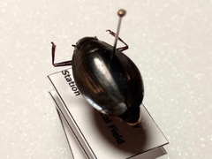 Dineutus ciliatus