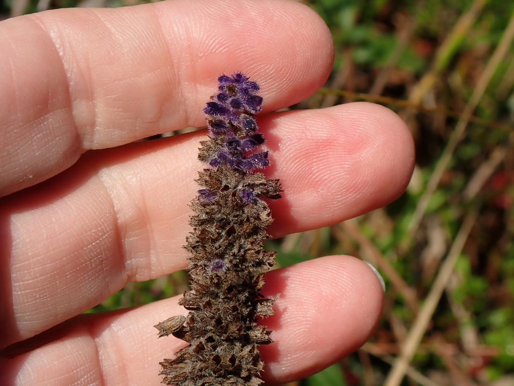 Salvia stachyoides; photograph author not stated, no rights reserved