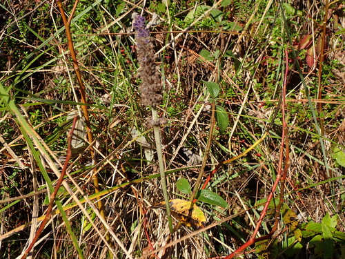 Salvia stachyoides, photograph 1