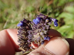 Salvia stachyoides, photograph author not stated, no rights reserved