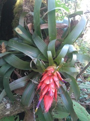 Tillandsia ponderosa