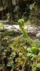 Pterostylis oliveri