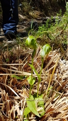 Pterostylis oliveri