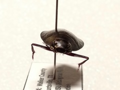 Dineutus ciliatus