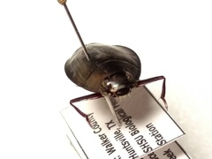 Dineutus ciliatus