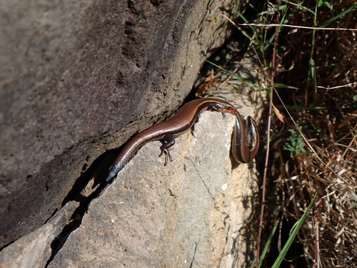 Oak Forest Skink, Plestiodon lynxe