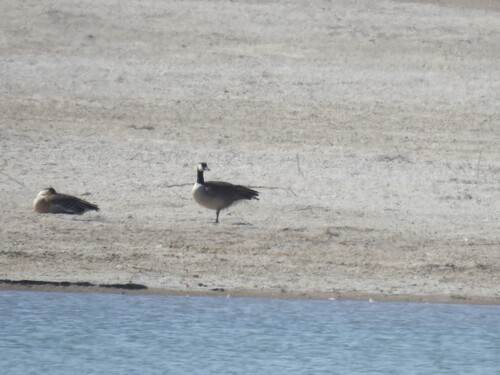 Canada Goose