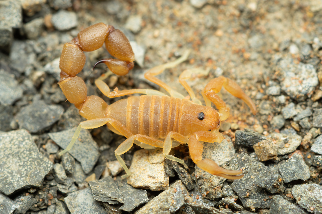 Dinky Karasberg Scorpion