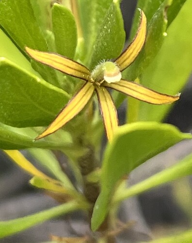 Scaevola gaudichaudii observed 2025-08-14