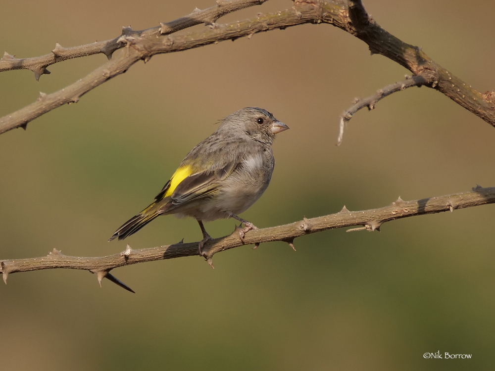 Yellow-throated Serin illustration