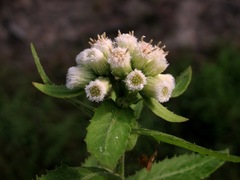 Pluchea foetida foetida