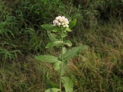Pluchea foetida foetida