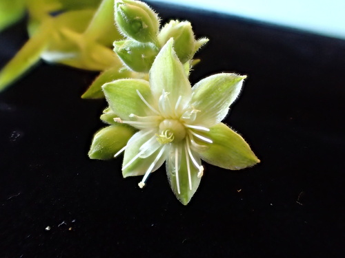 Schiedea waiahuluensis