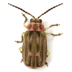 Brucita marmorata