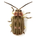 Marbled Palm Forest Leaf Beetle - Photo (c) Mike Quinn, Austin, TX, some rights reserved (CC BY-NC), uploaded by Mike Quinn, Austin, TX