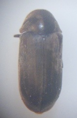 Mirosternomorphus oblongus