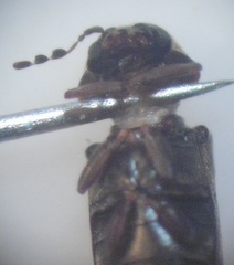 Mirosternomorphus oblongus