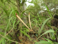 Polystachya dendrobiiflora