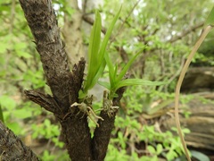 Polystachya dendrobiiflora