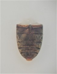 Mirosternomorphus oblongus