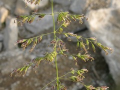 Poa pratensis pratensis