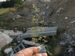 Poa pratensis pratensis