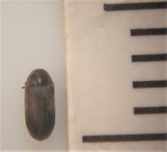 Mirosternomorphus oblongus