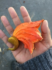 Spathodea campanulata