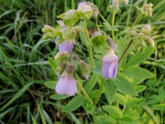Polemonium reptans reptans