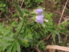 Polemonium reptans reptans