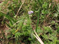 Polemonium reptans reptans