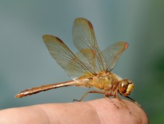 Sympetrum uniforme