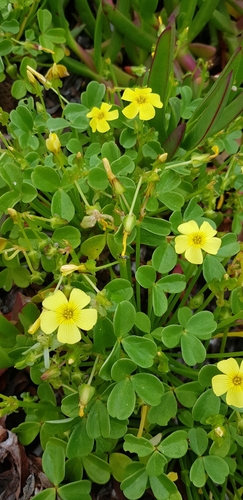 Oxalis mirbelii, photograph 6