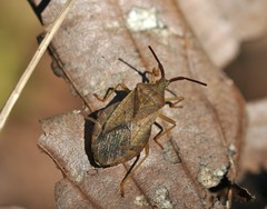 Homoeocerus dilatatus