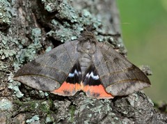 Thyas juno