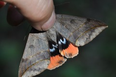 Thyas juno