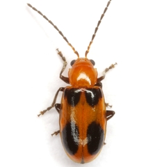 Malacorhinus acaciae