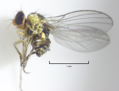 Liriomyza clianthi