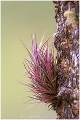 Tillandsia tenuifolia