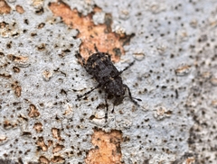 Tropideres naevulus