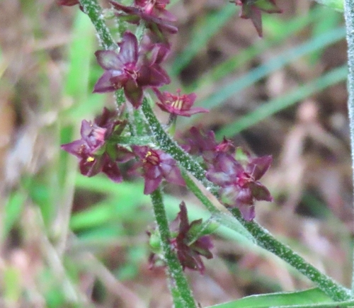 Korean meadow false-hellebore (Veratrum maackii)