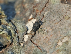 Tropideres naevulus